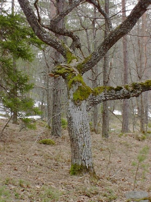Foto: Dravec-strom v podob� dravce