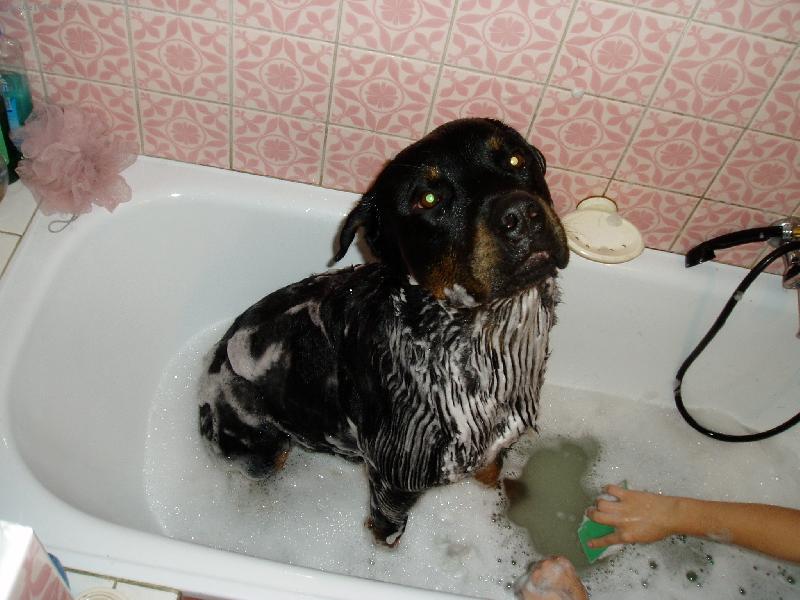 Foto: Arou� se koupe