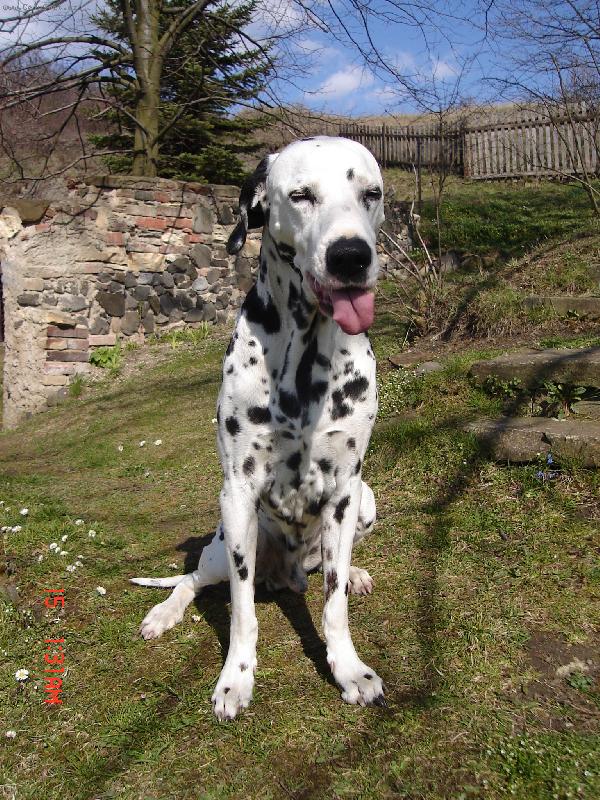 Foto: Nefot�-vyplazenej jazyk