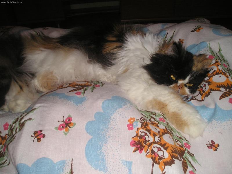 Foto: Moje ko�i�k���-V�l��� se na posteli