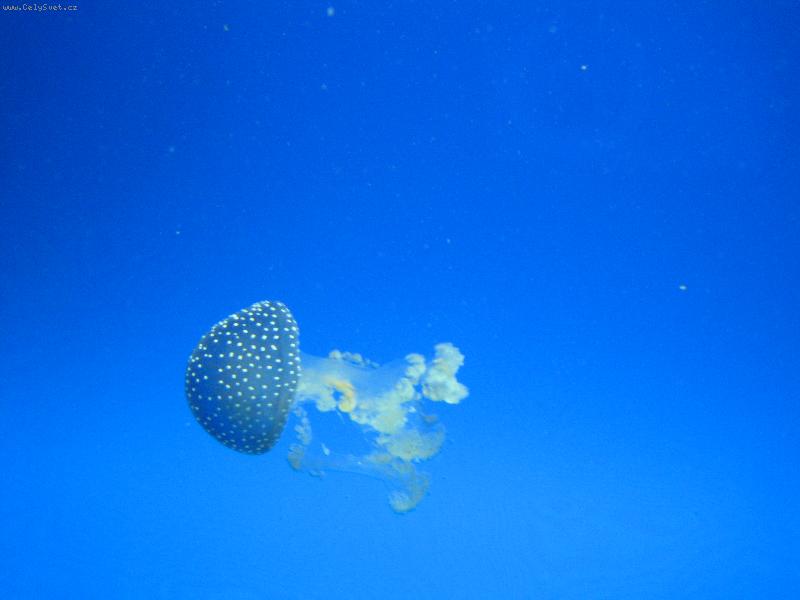 Foto: Nav�t�va v akvariu-med�za