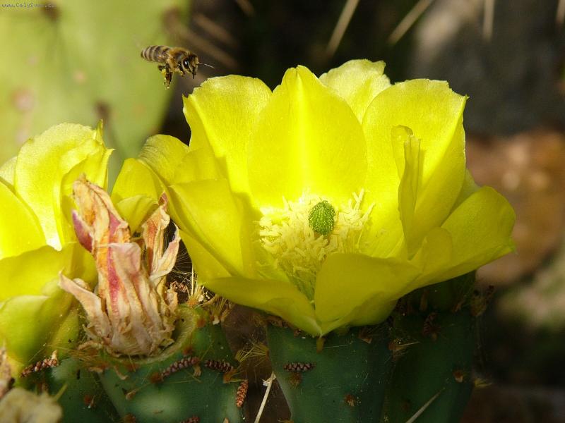 Foto: V�elka M�ja-prvn� jarn� let