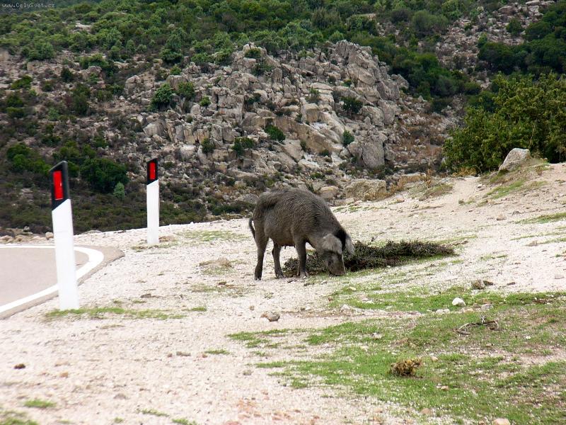 Foto: Stopa�-Sardinie -n�rodn� park