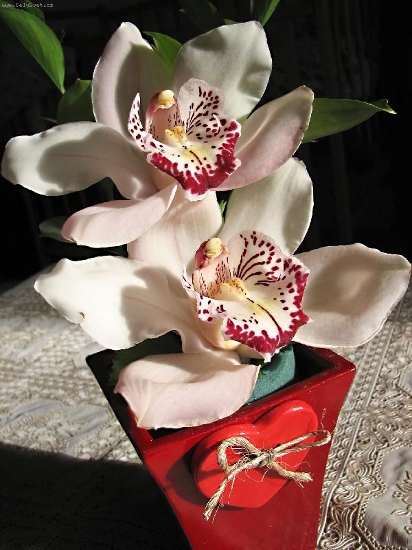 Foto: Orchidea