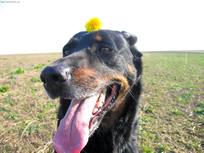 Foto: hippies 1