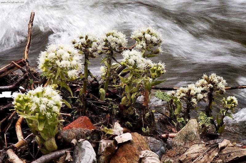 Foto: dev�tsil pro jaro