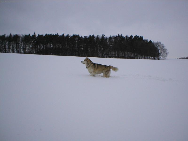 Foto: vol�n� divo�iny-p��prava na lov?