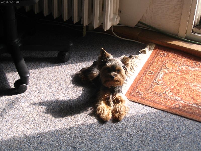 Foto: He�, vyh��v�m se!!!