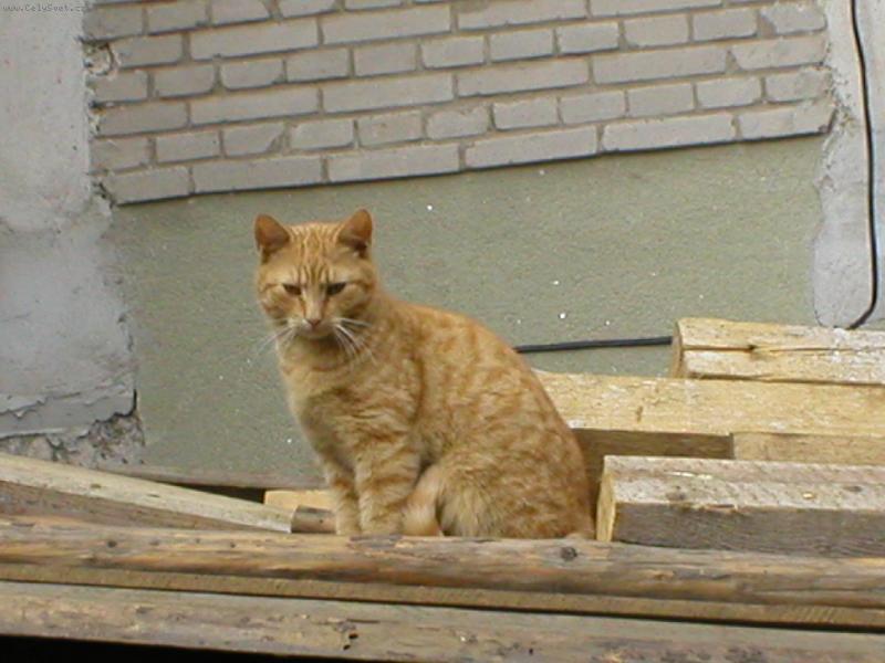 Foto: Mike�-sed� na d�ev�