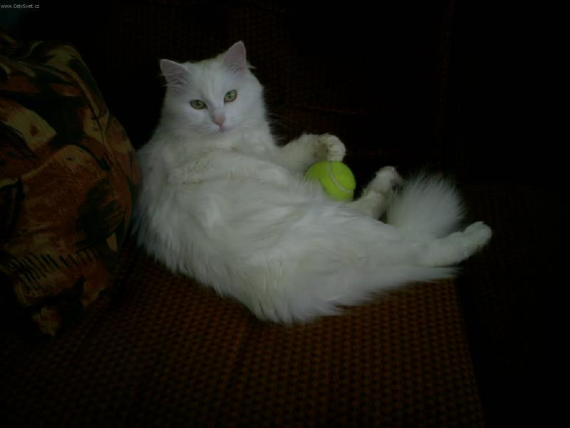 Foto: Saminka
