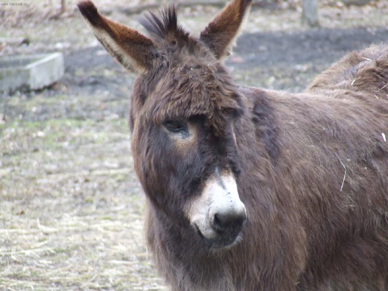 Foto: Smutny osl�k-samota!!!