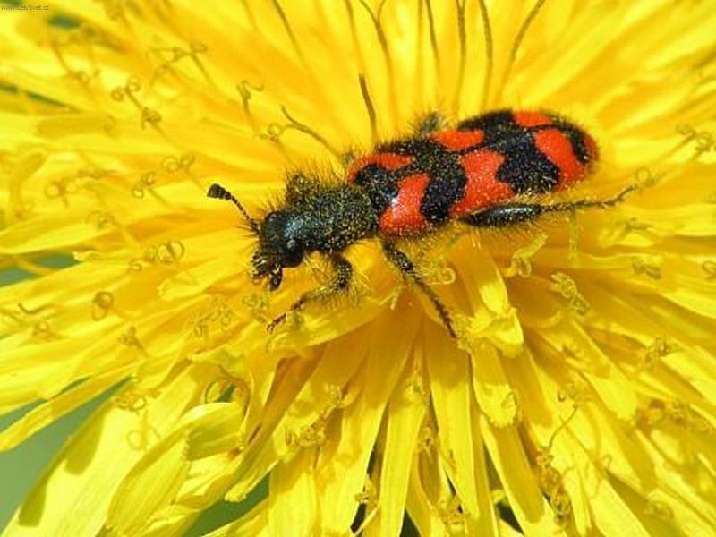 Foto: Brouk pytl�k