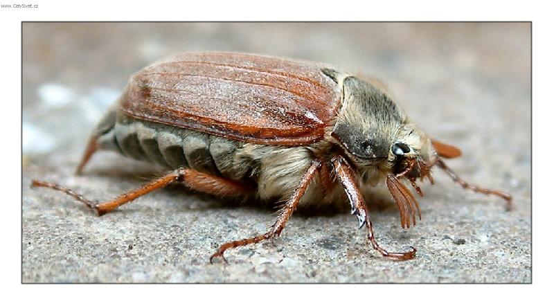 Foto: Chroust�k dom�c�