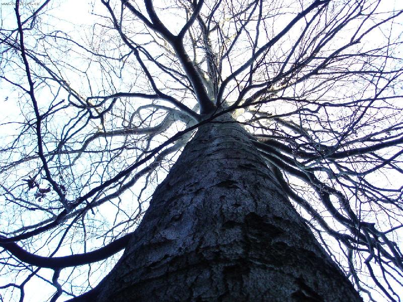 Foto: Strom