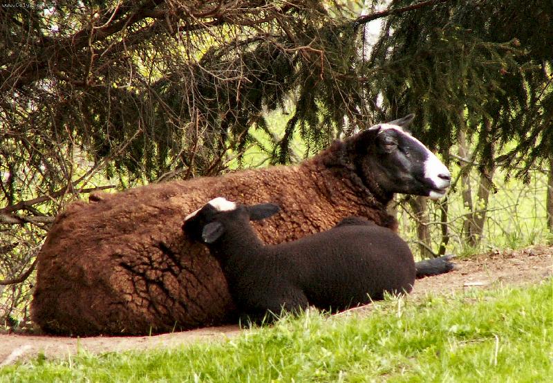 Foto: Velikono�n� siesta