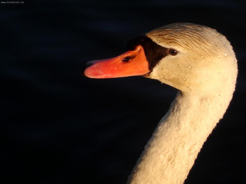 Foto: �ist� a kr�sn�...