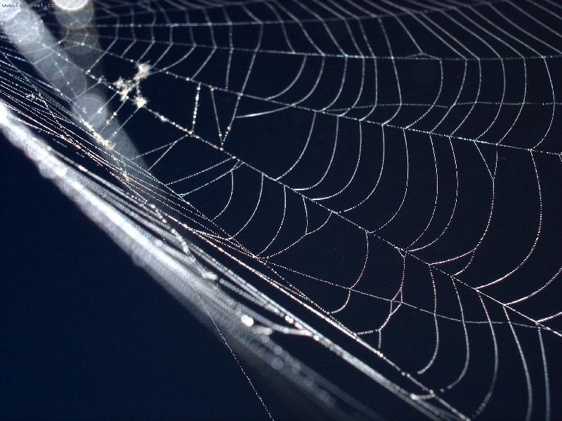 Foto: V ulic�ch pavu�in