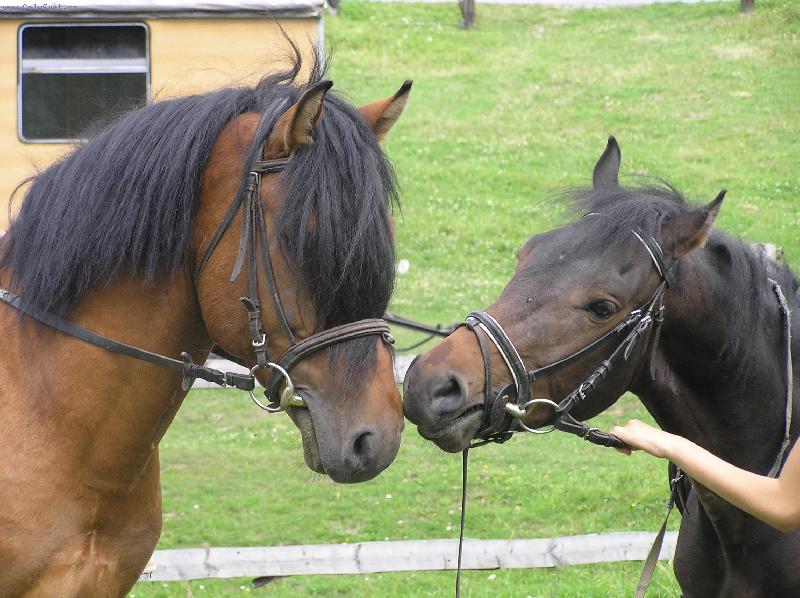 Foto: Ach ta l�ska-Luk� a Junior