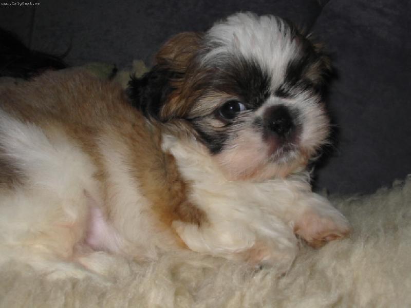 Foto: na�e holky