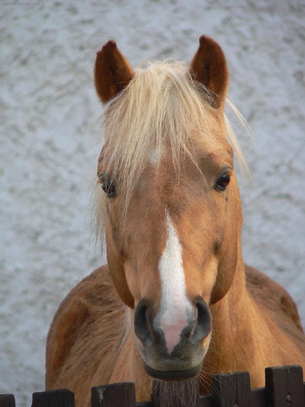 Foto: Grif-n� h�ebec