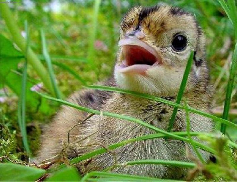 Foto: Ba�ant�k- junior