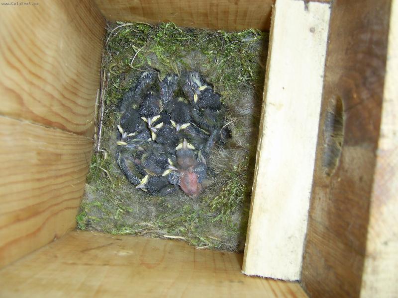 Foto: s�korky na balkon�-nov� generace