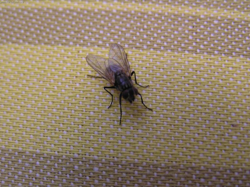Foto: MOUCHA DOM�C�-... je taky zv�e...