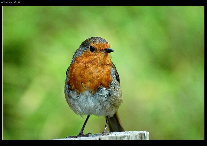 Foto: �ervenka obecn� (Erithacus rubecula)