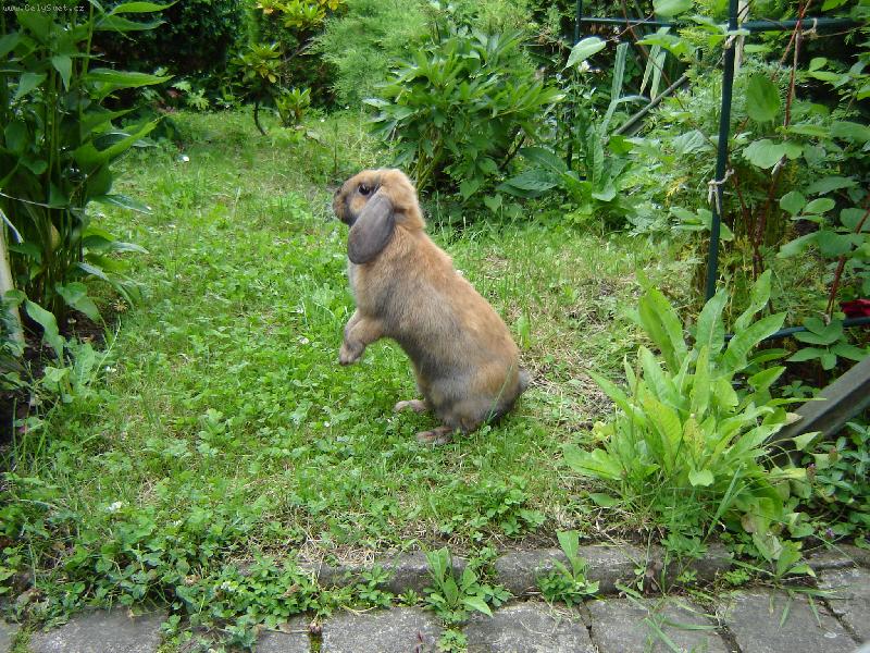 Foto: B�ra a la svi�� :)