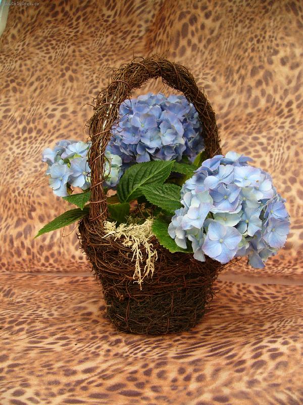 Foto: Hortenzie v ko���ku