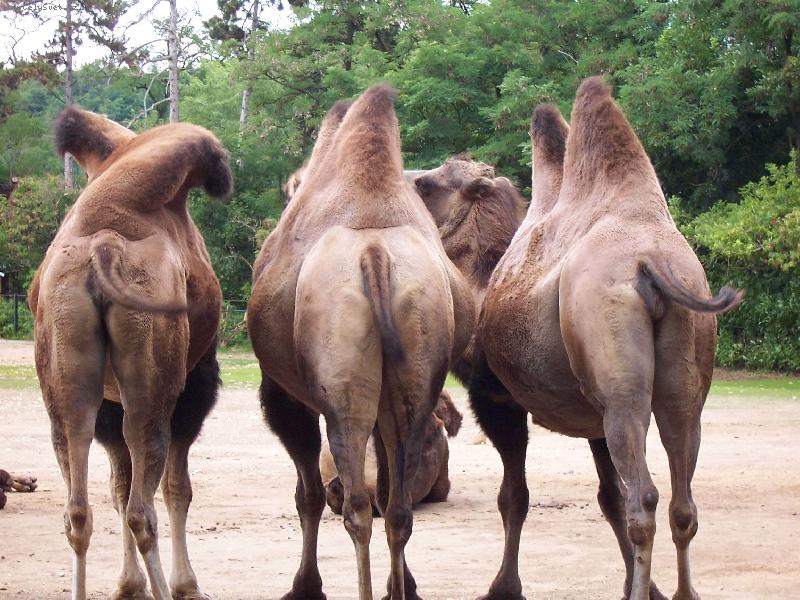 Foto: t�i kamar�di