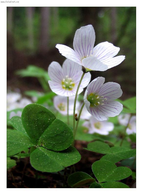 Foto: Od B�l�ho potoka...