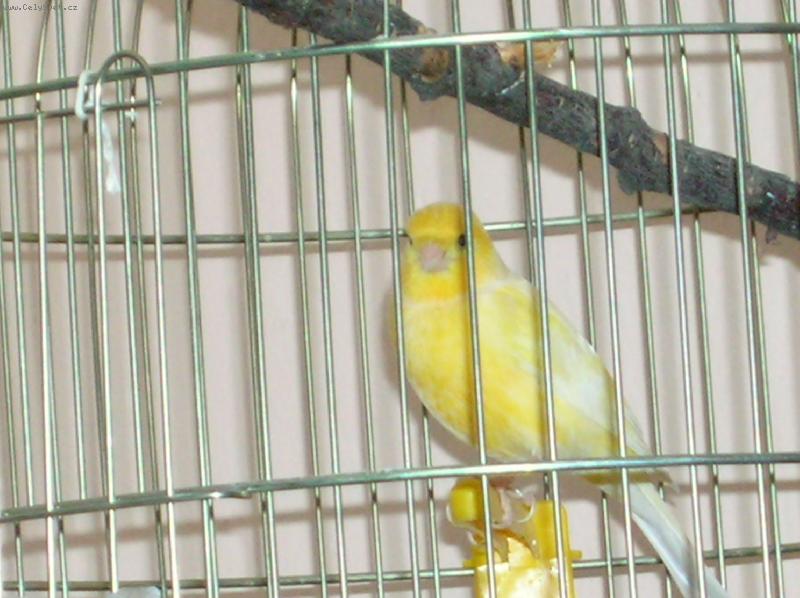 Foto: Pep��ek-kan�rek