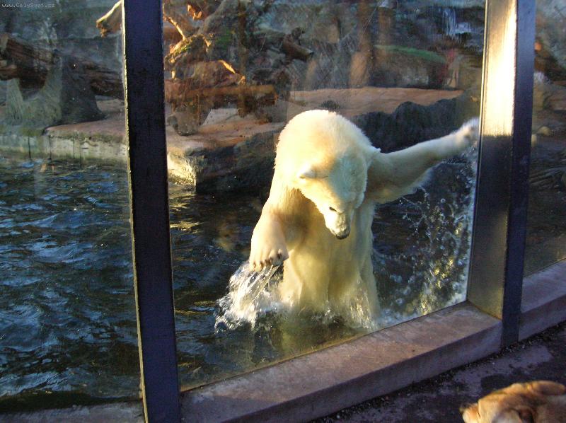 Foto: ZOO-Troja-Medv�dek