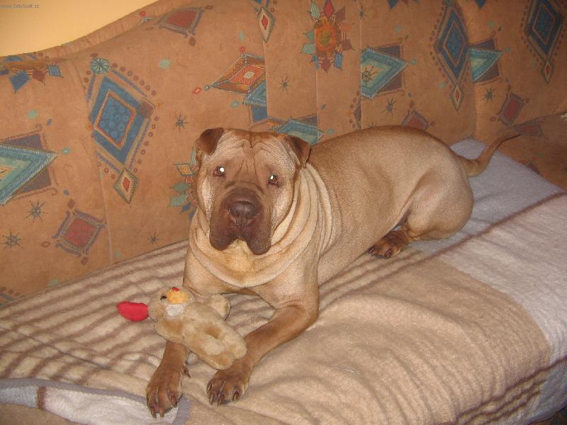 Foto: Apollo - zimu nem�m r�d!-Apollo - zimu nem�m r�d!