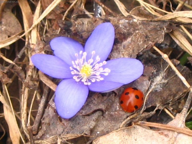 Foto: podl隝ka