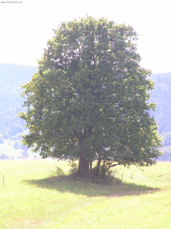 Foto: javor