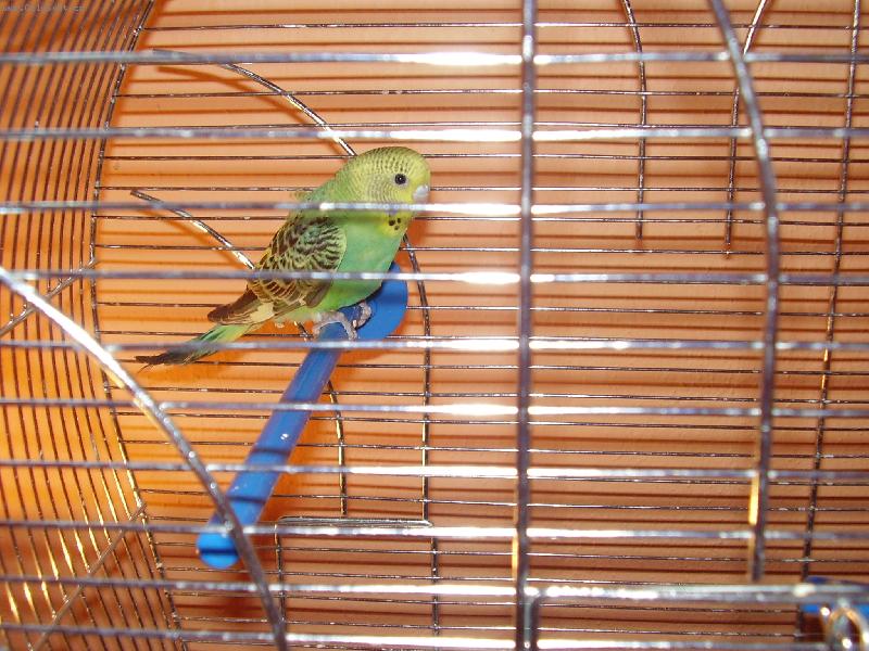 Foto: M�j b�val� papou�ek:(-Viki na sv�m bid�lku
