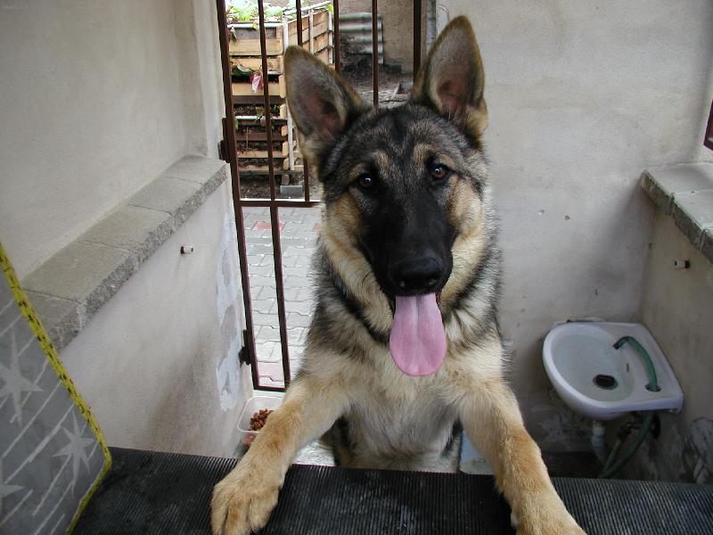 Foto: RONY