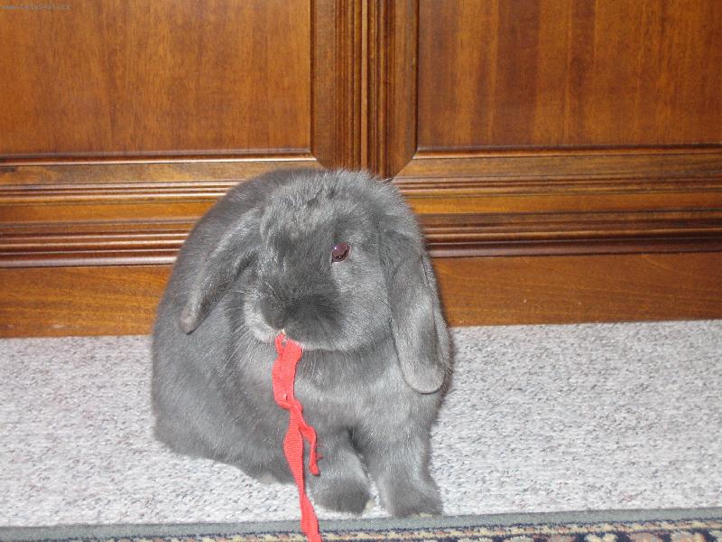 Foto: Zajda s ma�l�