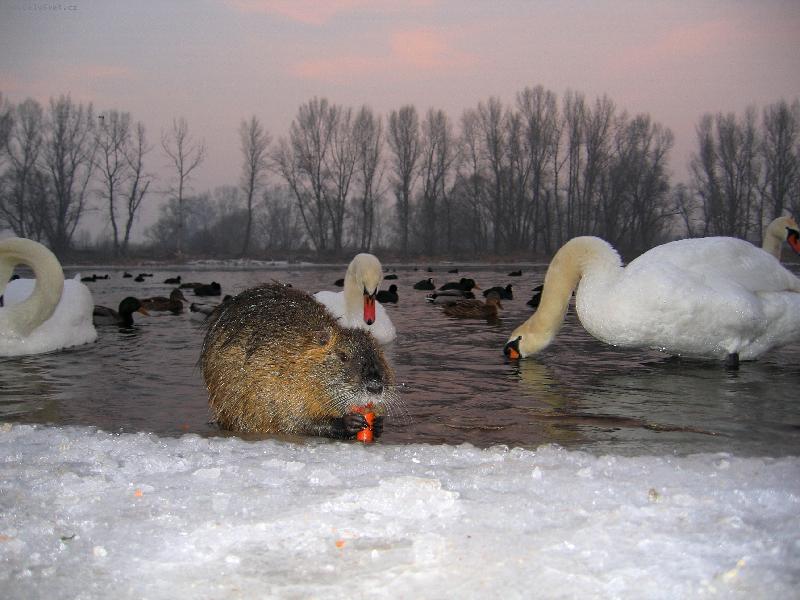 Foto: �ivot na Labi