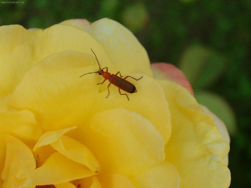 Foto: Brou�ek-Makro