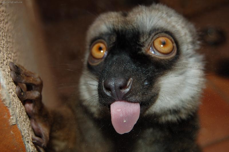 Foto: Lemurek s jaz��kem