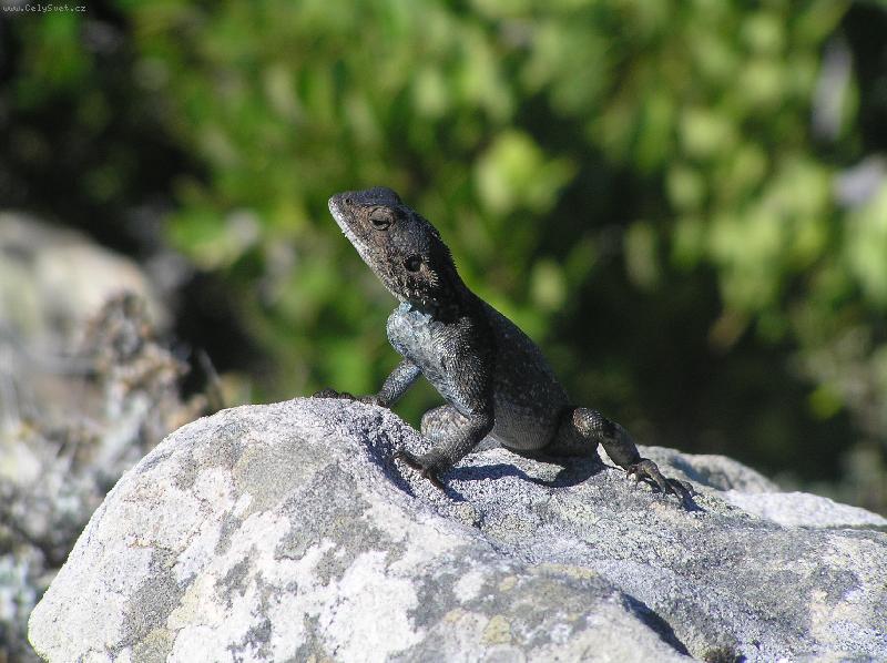 Foto: Jesterka na kameni
