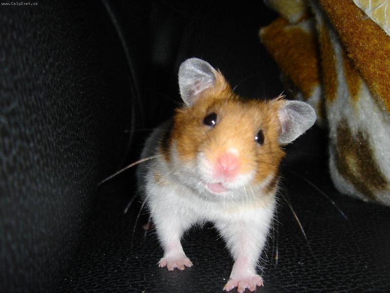 Foto: M�a-Mi�unek se cht�l st�t modelkou :)