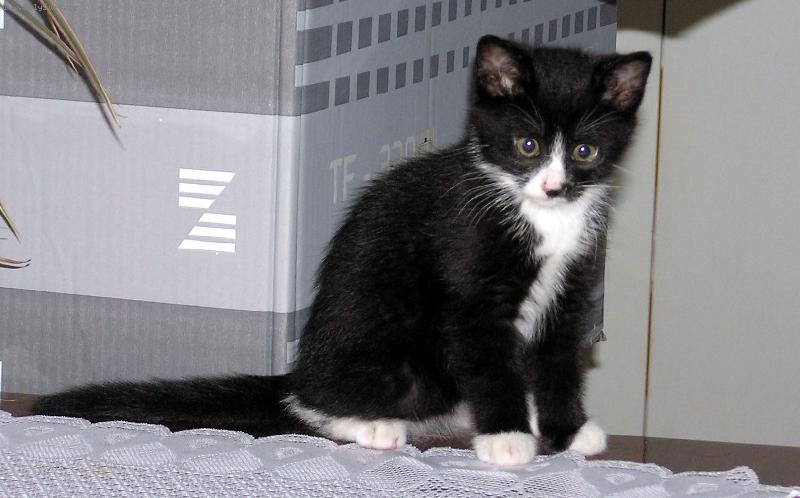 Foto: Phoebe-Phoebe