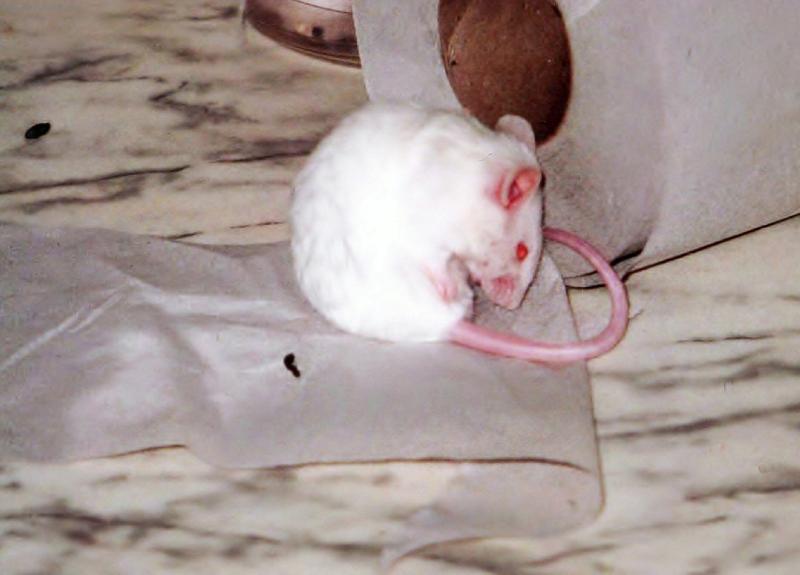 Foto: Intimn� hygiena.