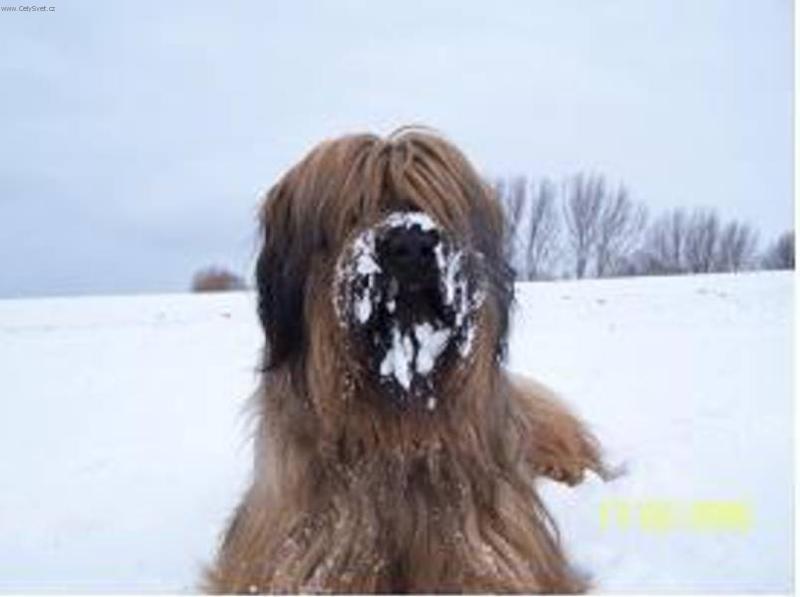 Foto: Ferd�sek-M� moc r�d sn�h