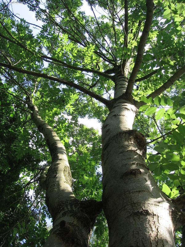 Foto: Pohled zezdola