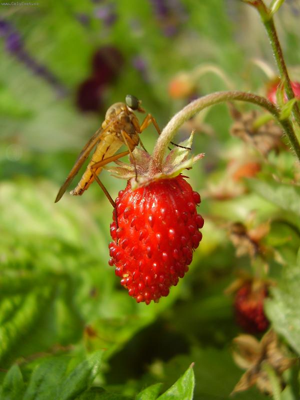 Foto: Sn�dan� v tr�v�